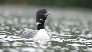 My first video of loons wailing.