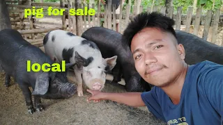 today i visit @nagavillagefood  pig farm || pig available for sale || dimapur nagaland