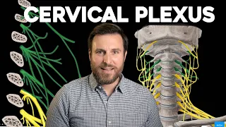 The Cervical Plexus, Explained | Corporis