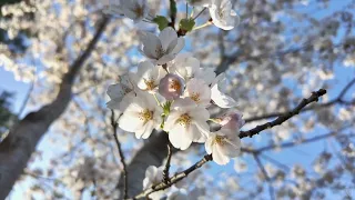 Birkdale Ravine Cherry Blossoms 2024 - 4K Walking Tour