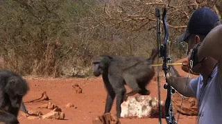 Hunting baboons by arrow