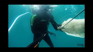 Подводная охота в Норвегии.  Spearfishing in Norway 2020