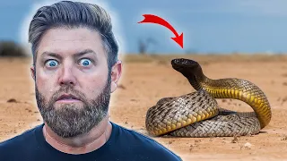 Top 10 Deadliest Snakes in the World