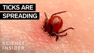 Why Ticks Are So Hard To Kill