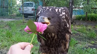 Нюхаем цветы всем стадом 🤣🤣🤣 Орлан белохвост, Ворон, Курганник, Чёрный коршун🦅🦅🦅