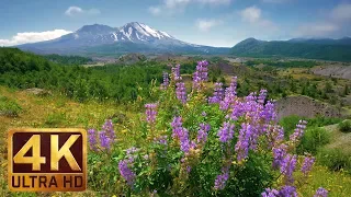 4K Nature Video - 3 Hours of Flowers, Mountains and Birds Sounds - Hummocks Trail, Mt. St. Helens