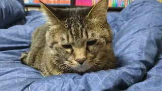 眠くてしょんぼり顔になるねる #猫 #猫のいる暮らし