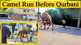 Camel Run On Eid 2023 in Wapda Town Gujranwala | Ount Ki Qurbani 2023