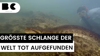 Größte Schlange der Welt (7 Meter lang) erschossen?