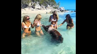 Swimming with Pigs & Sharks in Exuma Island, Bahamas