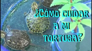 TORTOISE: Taking care of a water tortoise