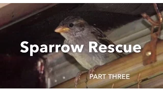 Sparrow Rescue - part three