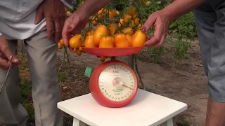 Взвешивание кисти помидор "Сливка Бендрика"