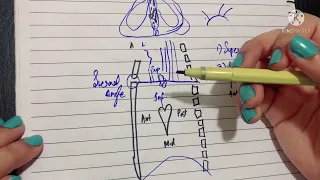 Mediastinum | Divisions, Boundaries, Contents & Clinicals | Mediastinal syndrome