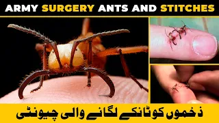 Army Ants Used as Stitches For a Wound | Hindi / Urdu | Army Surgery Ants | The Animal Globe