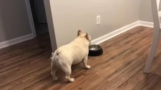 Angry bulldog on diet gets mad for not getting food