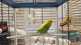 відео для папуги | вчимо папугу говорити Привіт, я хвилястий папужка
