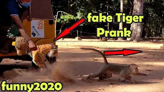 Monkey & Tiger Prank 2020 Newest Update, Try  Not To Laugh This Video, Funny Challenging Prank.