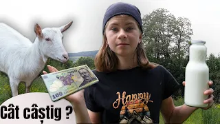 Cât lapte dau caprele mele + Câți bani câștig din afacerea cu ele