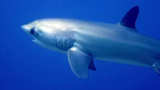 Thresher shark diving instagram vs reality