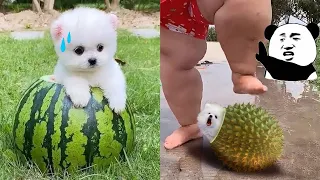 Tik Tok Chó Phốc Sóc Mini 😍 Funny and Cute Pomeranian #332