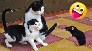 Відео про тварин смішні 😂 Funny Animal Videos 🐯 Смішні коти #58