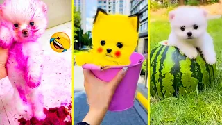 Cute Pomeranian Puppies Doing Funny Things 2024 - Cute and Funny Dogs #3