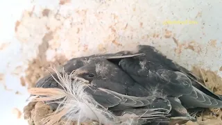 House Martin (Swallow) nest - follow how they grow - Part 6