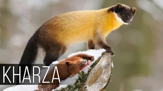KHARZA is a huge Marten that hunts Deer and Elk! Kharza vs the deer and the monkey!