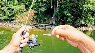 4 Hours of RAW and UNCUT Ultralight Fishing with Gulp Minnows | Chilhowee Lake