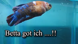 How to Treat Ich on my Betta fish