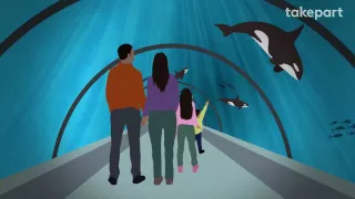 How SeaWorld's Orcas Could Go Home Again | CAPTIVE | TakePart