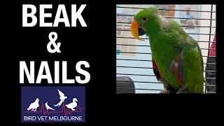 Eclectus beak trim and nail clip at Bird Vet Melbourne