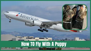 How To Schedule a flight for a Puppy or dog. Can my dog fly on a plane? Detailed description.