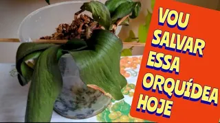 PHALAENOPSIS COM FOLHAS MURCHAS E SEM RAÍZES?☝️