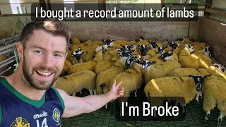 Buying mule lambs in Ireland, sheep farming is going well. #lambs #shepherd #farm #sheepdog #animals