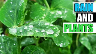 The Science Of Rain And Plants - Garden Quickie Episode 199