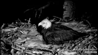 Decorah North Nest 4-2-24  Mr stays with the family until the wind dies down