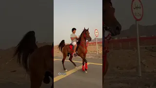 Арабская порода лошадей. #foryou #equestrian #equine #horses #лошади #рекомендации #horseriding #rek