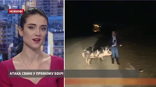 На журналіста напала свиня в прямому ефірі