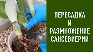 Пересадка и размножение Сансевиерии Муншайн