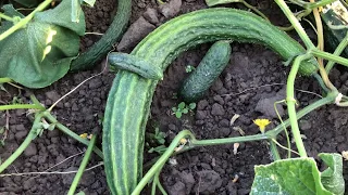 Змеи поселились на огороде. Огурец Суйо лонг. Suyo Long Cucumber.