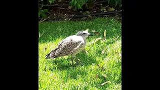 Cute Chick Seagull 🐤 #shorts