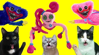 Mommy Long Legs y Huggy Wuggy vs gatos Luna y Estrella en la vida real / Videos de animales