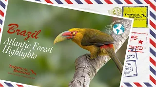 Tropical Birding Virtual Birding Tour of Southeast Brazil by Andres Vasquez