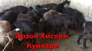 Арзон Хисори Куйлар сотилади