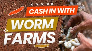 $360K Selling Worms? | How To Cash In With Worm Farms