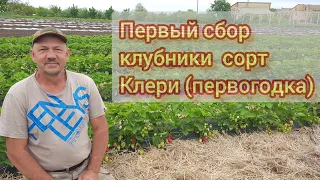 Сорт клубники Клери первый сбор