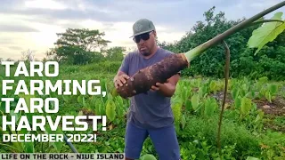 Taro Farming, Taro Harvesting on Niue Island! Big Guns!