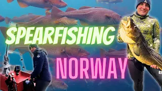 Unleashing the Thrill: Spearfishing in Norway's Pristine Waters